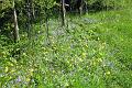 2.Cowslips & bluebells